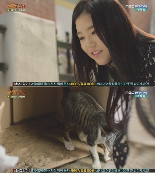 imaginary_cat